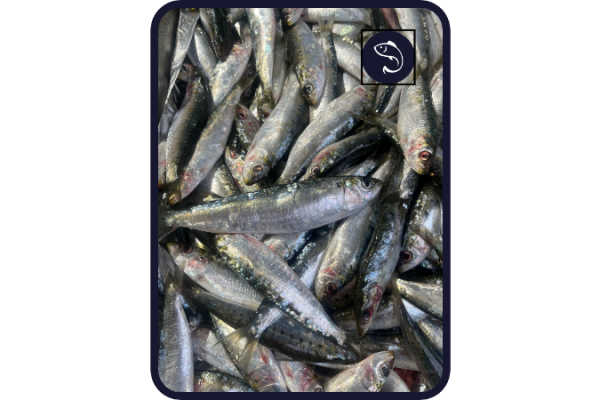 Sardine