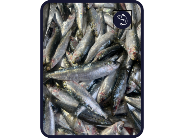 Sardine