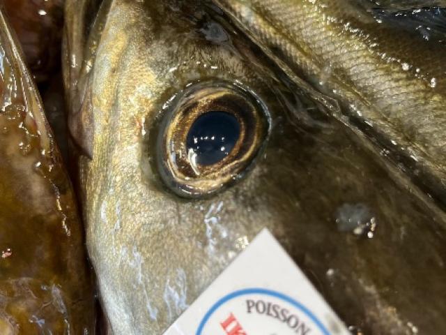 Les Bienfaits des Vitamines du Poisson et Comment les Consommer à Nantes et Sautron